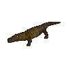 Alligator