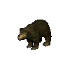 Black Bear