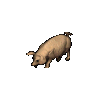 Boar