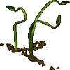 Carnivorous Plants