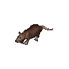 Giant Rat
