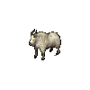 Mountain Goat