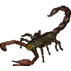 Scorpion