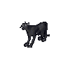 Snow Leopard