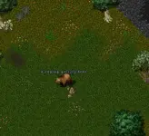 Raging Grizzly Bear