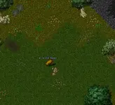 Wild Boar